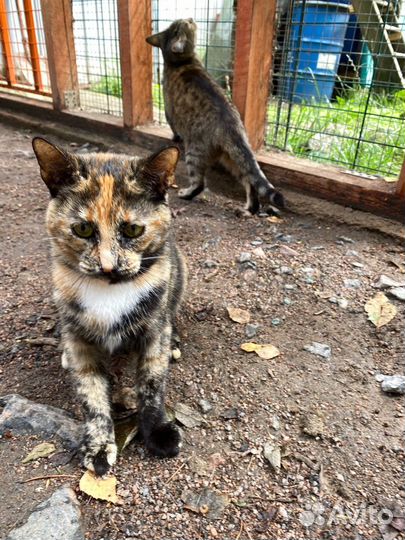 Трехцветная кошечка в добрые руки