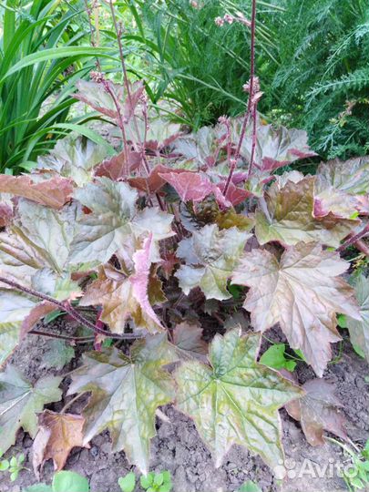 Многолетние садовые растения