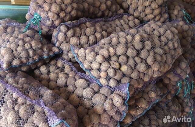 Семенной картофель