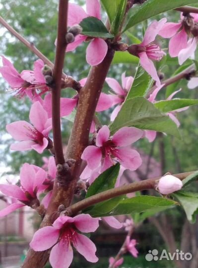 Саженцы персика