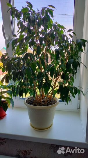 Фикус бенджамина большой 60 см