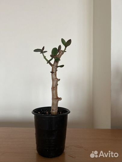 Бонсай из Толстянки