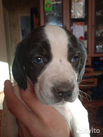 Щенки спаниель