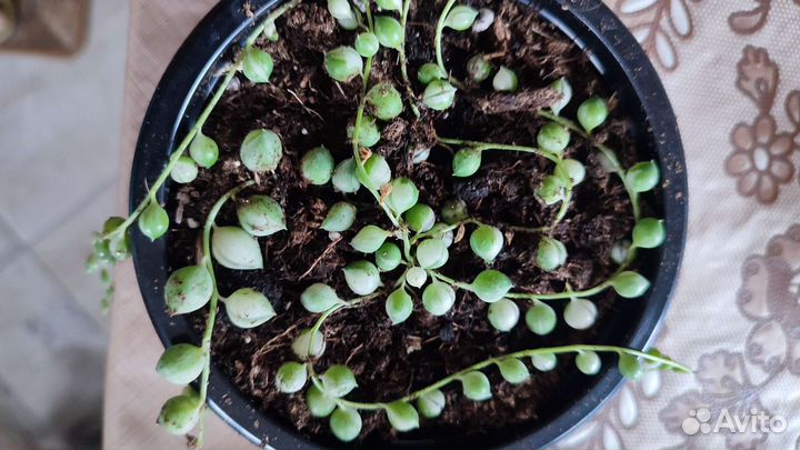 Крестовник роули вариегатный,будра вариегатная