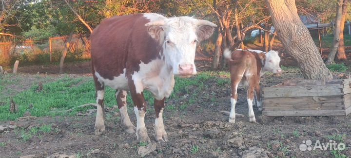 Крс в хорошие руки