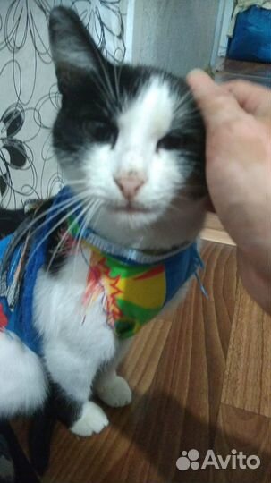 Стерилизованная кошка
