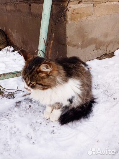 Котик Усатик 5 месяцев в добрые руки