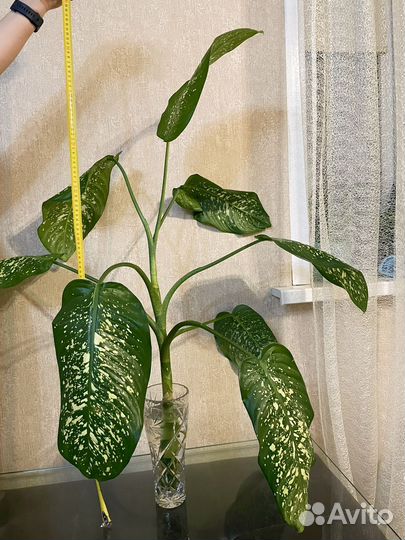 Диффенбахия