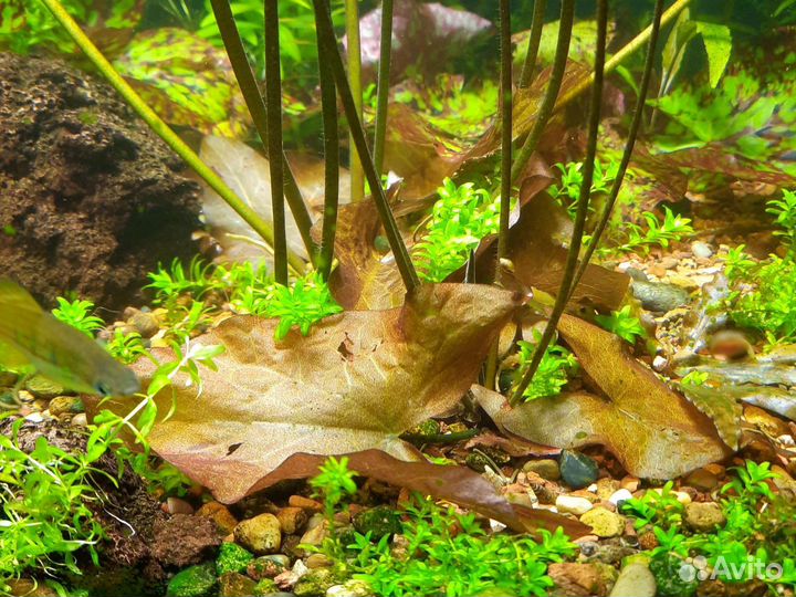 Аквариумные растения