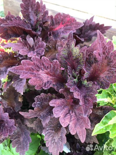 Колеусы 1 альбом