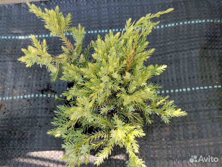 Можжевельник