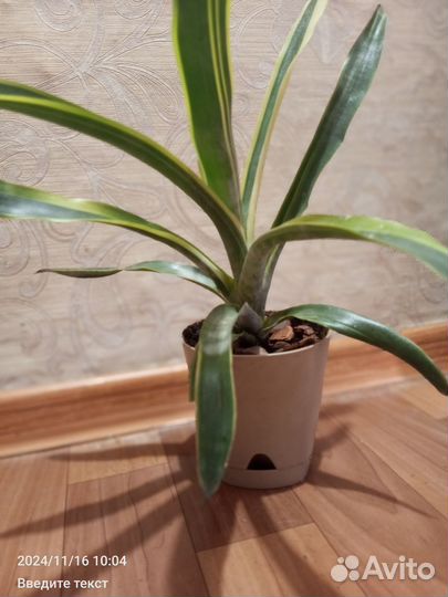 Эхмея веригатная