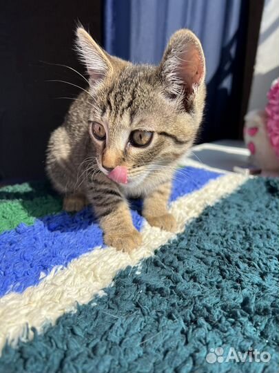 Кошка в дар бесплатно