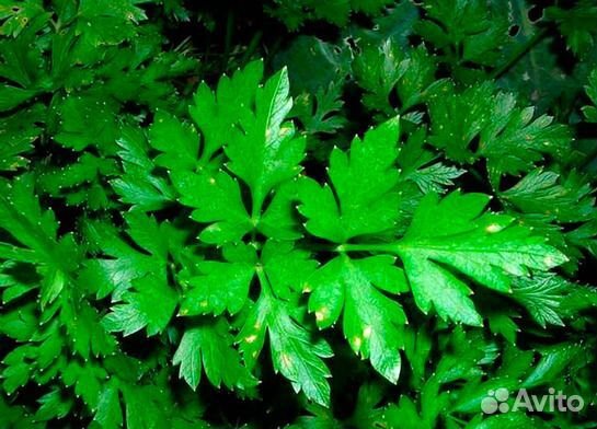 Петрушка семена можно на подоконнике