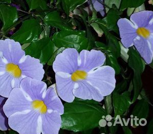 Гардения,якобиния,тунбергии,олеандры и др