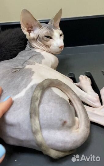 Зоогостиница / Передержка кошек / Гостиница