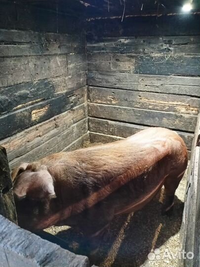 Бронь на поросят