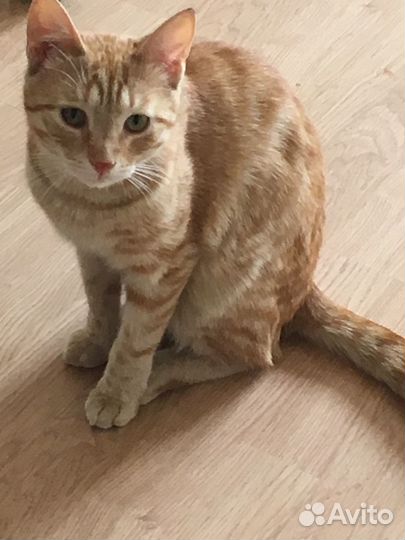 Рыжее солнышко