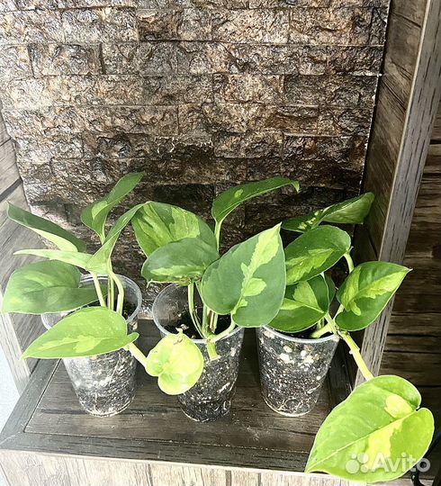 Эпипремнумы, сциндапсусы