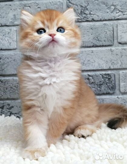 Золотая шиншилла