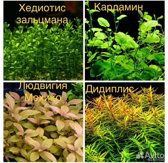 Аквариумные растения и креветки