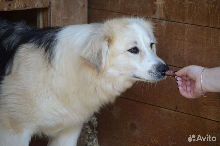 Собака из приюта в добрые руки