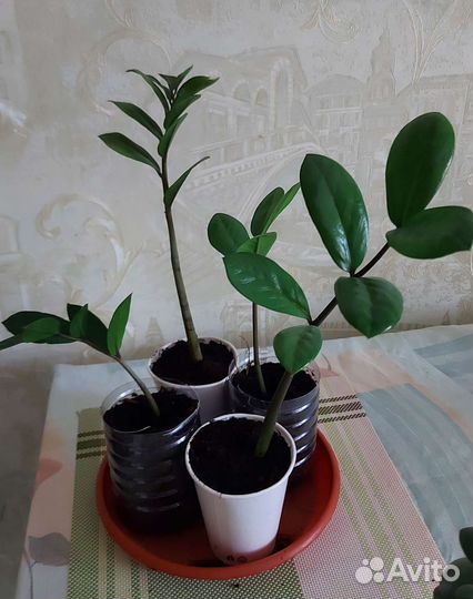 Замиокулькас