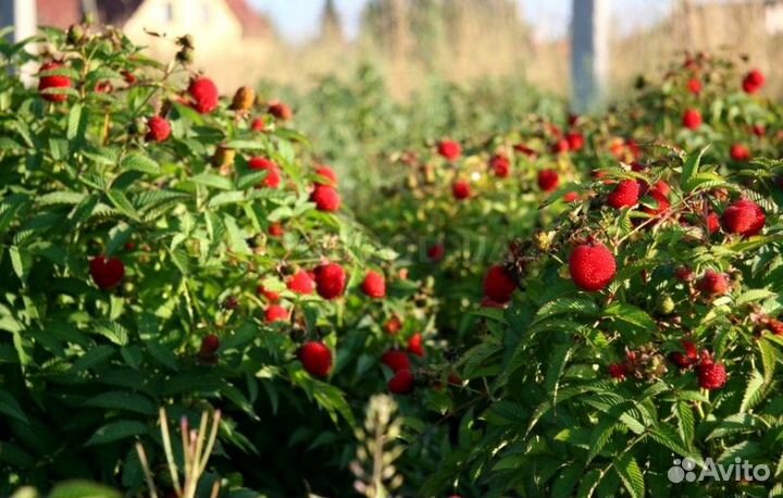 Тибетская малина,Сумах, Ремонт.земляника,Клубника