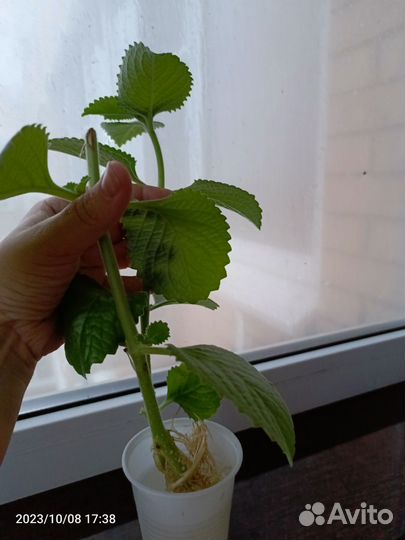 Сансевиерия