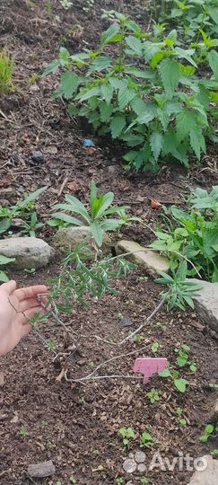 Облепиха саженцы Августина и Аллей