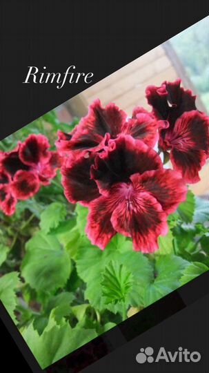 Пеларгония Сортовая