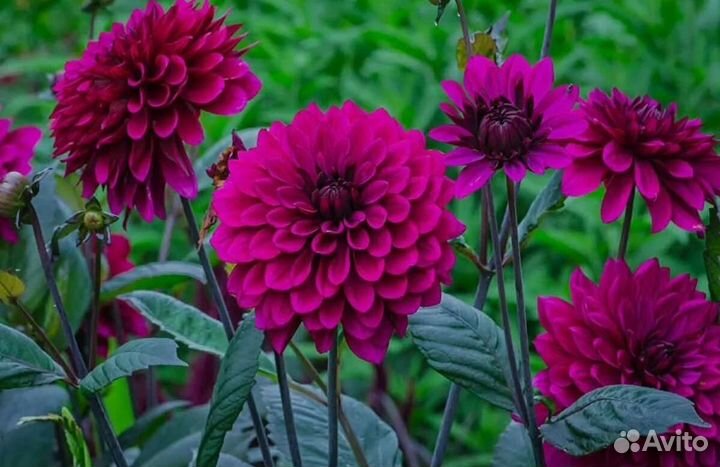 Георгины клубни