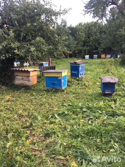 Пчелы с ульями