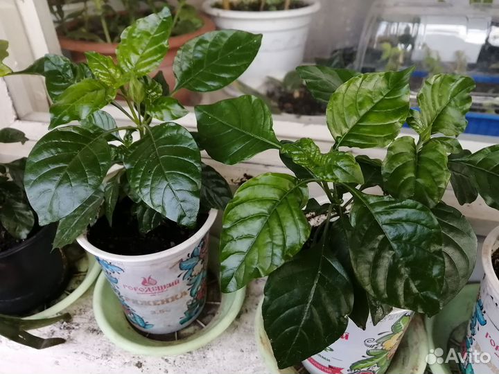 Кроссандра