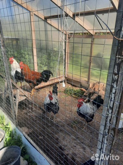 Молодые петухи