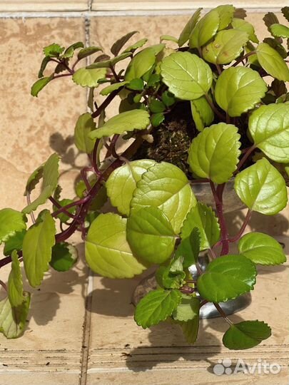 Плектрантус австралийский в kokedama