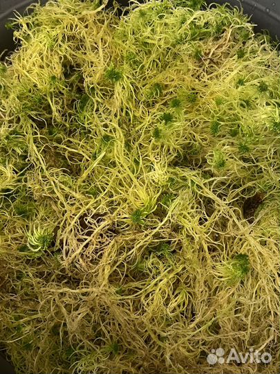 Мох сфагнум свежий