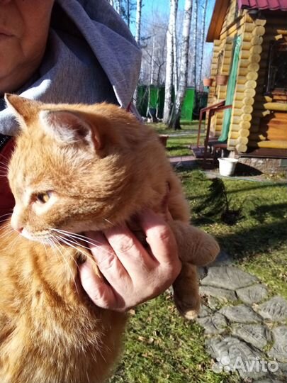Кот Кот Кот