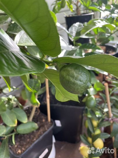 Лимон пандероза