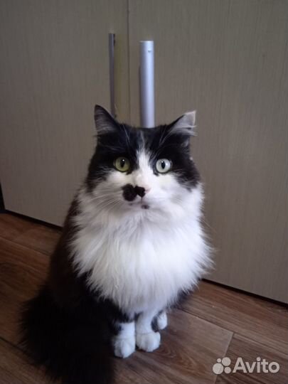 Отдам кота в добрые руки
