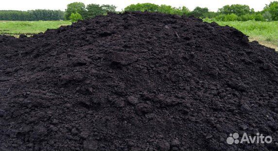 Новоз, чернозем