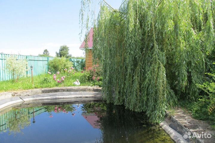 Ива плакучая саженцы