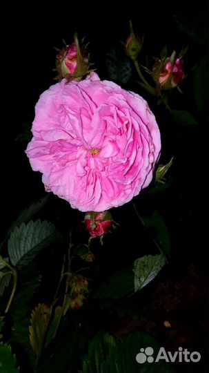 Роза парковая