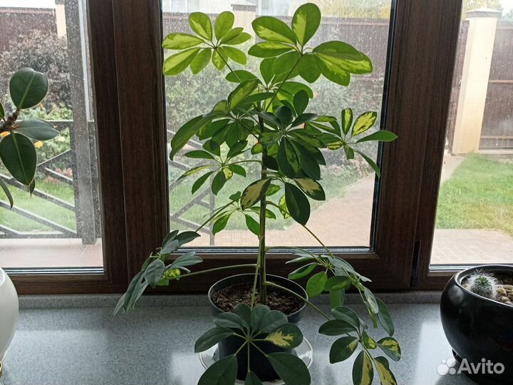 Комнатные цветы шефлера