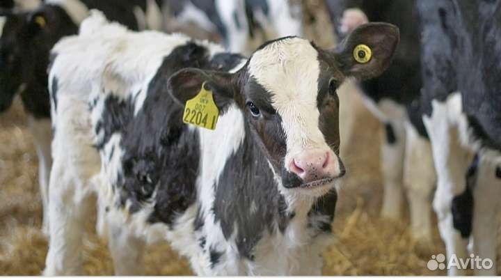Бычки телята