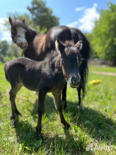 Американская миниатюрная лошадь (мини пони)