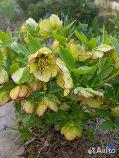 Морозник(многолетник)