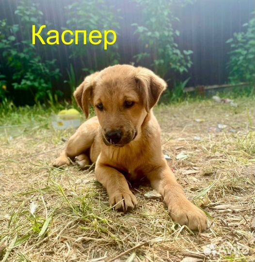 Щенки ищут дом