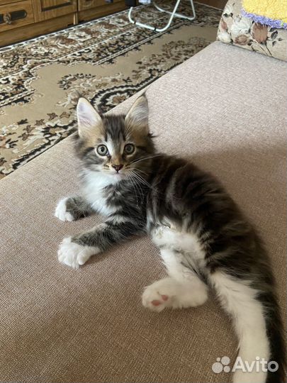Котенок мейн-кун