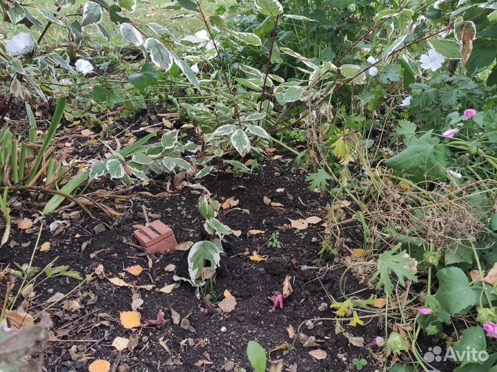 Саженцы дерен белый